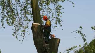 Bomen rooien hovenier Berg en dal Bergharen Berm Bern Beunigen Beusichem Bevermeer Bijsteren Blankenberg Blauwesluis Bontebrug Bontemorgen Borculo Boschheurne Boshoek Boskant Boveneinde Boven-Leeuwen Bovenveen Braamt Brakel Bredelaar Bredevoort